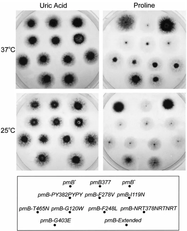 Figure 1. Growth of A. nidulans mutant strains. Growth of control strains (prnB  , prnB377 ) and mutant strains (prnB-PY382PYPY , prnB- prnB-F278V , prnB-I119N , prnB-T456N , prnB-G120W , prnB-F248L , prnB -NRT378NRTNRT , prnB-G403E and prnB-Extended )
