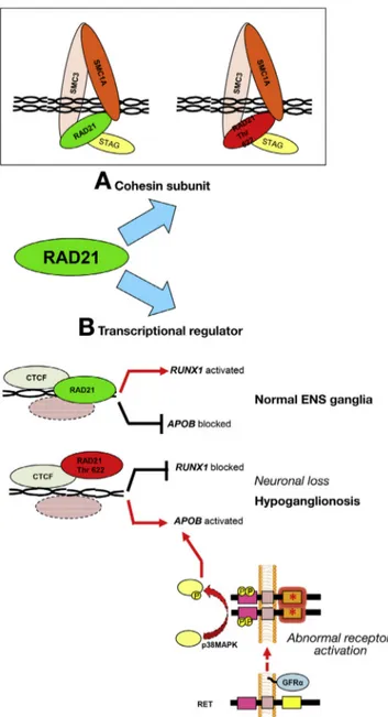 Figure 6. Model of RAD21 functioning as (A) cohesin complex or as (B) transcription factor