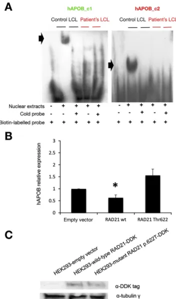 Figure 4. RAD21 regulates APOB overexpression. (A) Elec- Elec-tromobility shift assay on human APOB promoter containing 2 putative binding sites for RAD21: hAPOB_c1 (green) and hAPOB_c2 (red)