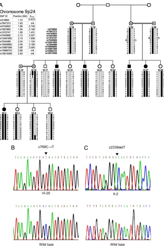 Fig. 2. Homozygosity mapping of cerebellar hypoplasia and quadrupedal locomotion to chromosome 9p24 (A) and identification of the VLDLR c769C 3 T mutation in family A (B) and of the VLDLR c2339delT mutation in family D (C)