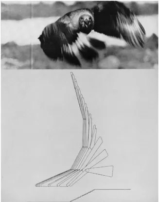 Fig. 12 Utzon's analogy between the ﬂying skua gull and his proposal for the ﬂoating glass wall mullions