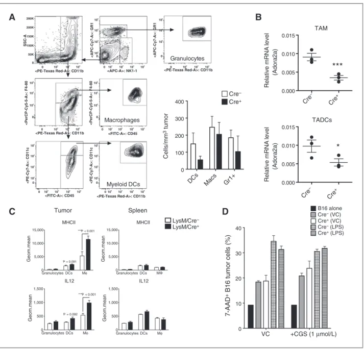 Figure 2. Myeloid deletion of Adora2a increases macrophage activation and effector function in B16F10-ova tumors