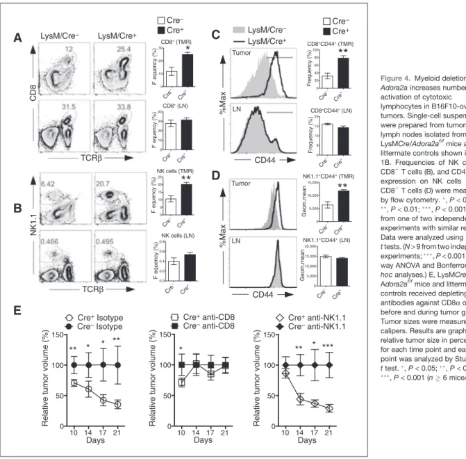 Figure 4. Myeloid deletion of Adora2a increases numbers and activation of cytotoxic lymphocytes in B16F10-ova tumors