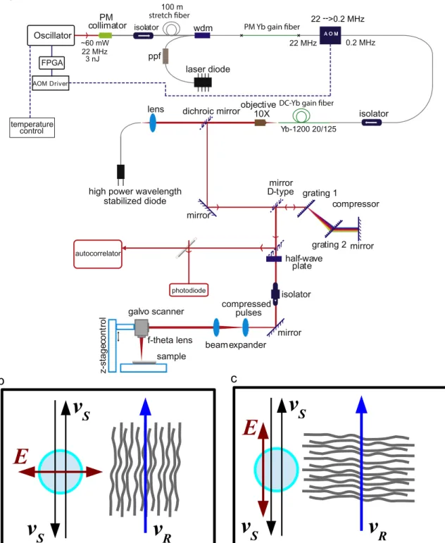 Fig. 1. Schematics of the treatment setup. (a) the ampliﬁed Yb-doped ﬁbre laser system is coupled to a computer-controlled optical galvoscanner