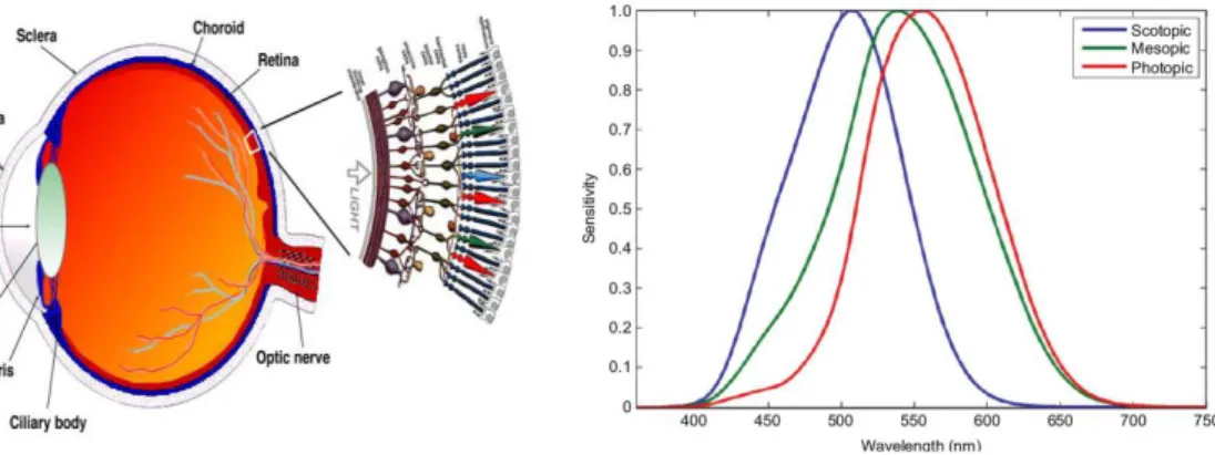 Figure  1.  A  cross-section  schematic  of  a  human  eye  with  a  magnified  view of the retina [9]