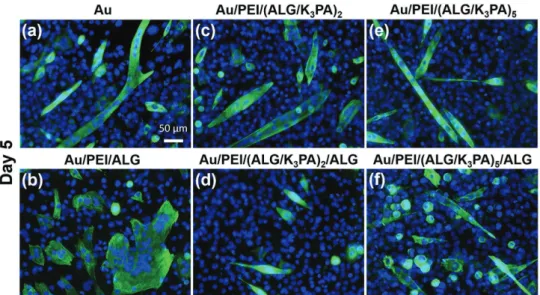 Figure 8.  Representative immunofluorescence images of C2C12 cells with myotubes stained with troponin T (green) and nuclei with DAPI (blue) at   5 d of culture on uncoated and coated Au surfaces, using differentiation medium (DM): a) bare Au, b) Au/PEI/AL