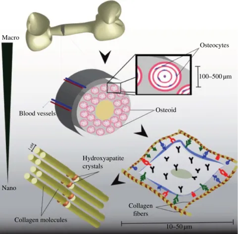 FIGURE 6.1  Hierarchical organization of bone from macro‐ to nanoscale.