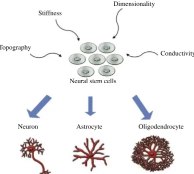 FIGURE 3.1  Physical properties to induce neural differentiation of neural stem  cells (NSCs).