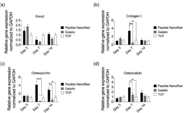 Figure 4.  Molecular analysis of osteogenic differentiation. Gene expression analysis of a) Runx2, b) collagen I, c) osteopontin, and d) osteocalcin on  days 3, 7, and 14 of osteogenic differentiation