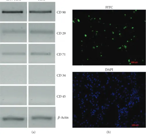 Figure 1: Characterization and labelling efficiency of 24 h CPN treated and nontreated MSCs