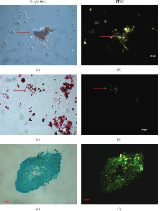 Figure 3: Differentiation of CPN-labeled MSCs into ((a), (b)) osteogenic lineage, ((c), (d)) adipogenic lineage, and ((e), (f)) chondrogenic lineage after culturing with induction medium