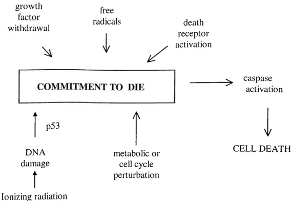Figure  1-1:  Schematic representation of mechanisms leading to apoptotic cell  death.