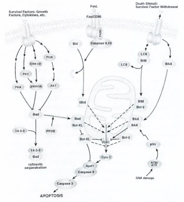 Figure  1-4:  Induction  of  apoptosis  through  cytochrome  c  release  from  the  mitochondria,  (taken  from cellsignaling.com)