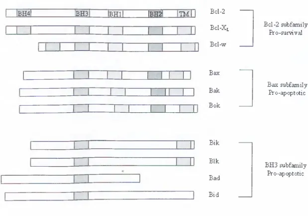 Figure  1-9:  Structure of some  pro-  and  anti-apoptotic  Bcl-2 family members.