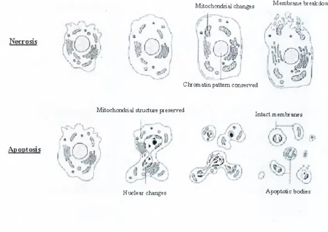 Figure  2-1:  Basic  morphological  features  of  apoptosis,  differing  from  necrosis  used  in  the detection  of apoptosis.