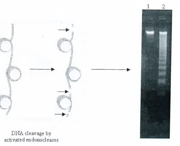 Figure  2-2:  Principle  of DNA  laddering  assay  and  a  typical  gel  appearance  of apoptotic  cell DNA.