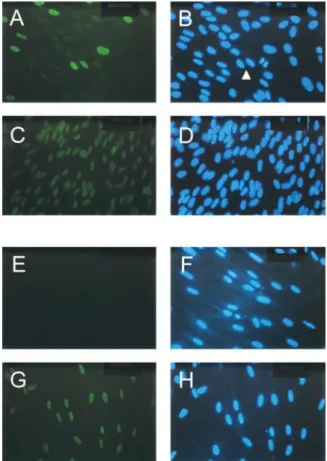 Table I.  List of cell lines tested for loss of  NAPO  immunoreactivity  after induction of apoptosis by various stimuli