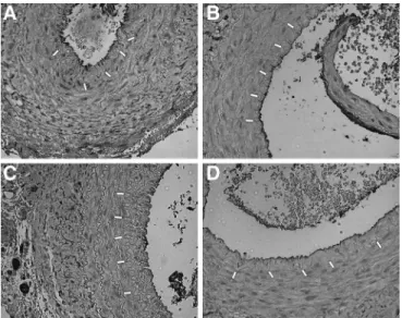FIGURE 8. Photomicrographs showing representative cross sections of interpositional vein grafts