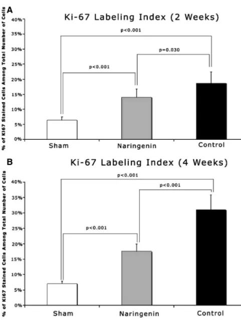 FIGURE 11. Bar graphs for the Ki67 la- la-beling index (Ki67 LI) at 2 (A) and 4 (B) weeks