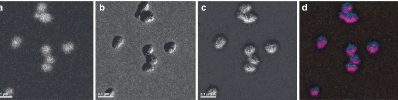 Fig. 4 Elemental maps obtained by EFTEM for Fe 3 O 4 @SiO 2 -NH 2  particles reacted with compound 4 nanoparticles from EFTEM  images: (a) boron map, (b) bromine map, (c) silicon map, (d) the RGB image created by superimposing the elemental EFTEM  maps of 