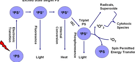 Figure  2:  Schematic  representation  of  the  photophysical  and  photochemical  mechanisms of PDT  