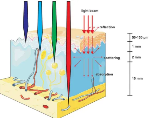 Figure  3:  Light  penetration  through  the  tissues. 8  Copyright  ©  2011  American  Cancer Society