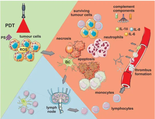 Figure  4:  Pathways  of  PDT  triggered  cell  damage.  ROS  lead  apoptotic  and  necrotic cell death