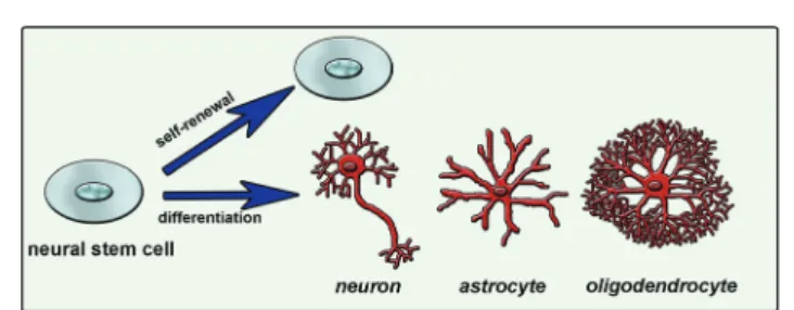 Fig. 1 Neural stem cell fate determination is mainly guided by extracellular matrix molecules, soluble factors and cell-to-cell interactions.