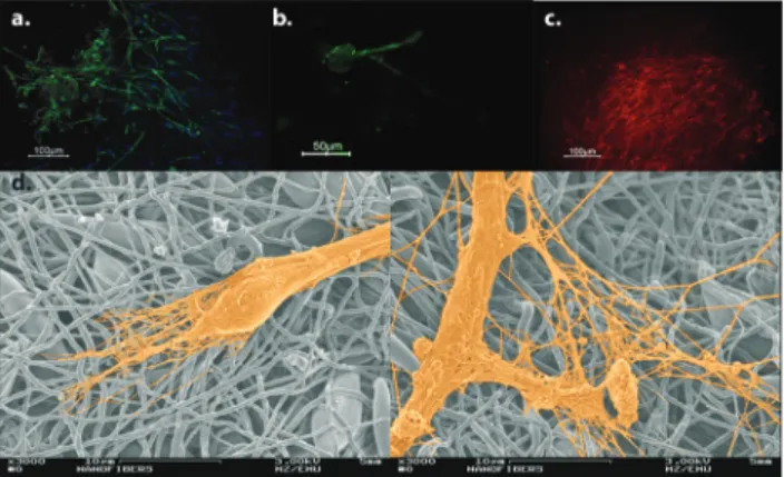 Fig. 4 Neural di ﬀerentiation of hESCs on electrospun PU scaﬀolds. Diﬀeren- Diﬀeren-tiated cells express β-III tubulin (a), MAP2ab (b) and TH (c)