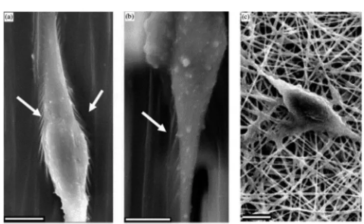 Fig. 11 SEM images of NSCs di ﬀerentiated on aligned nanoﬁbers (a), micro ﬁbers (b) and random nanoﬁbers (c) of PCL