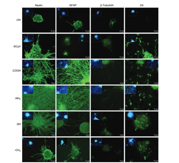 Fig. 13 Di ﬀerentiation of NSCs on chemically functionalized glass substrates as demonstrated by expression of markers for astrocytes (GFAP), neurons (β-III tubulin) and oligodendrocytes (O4)