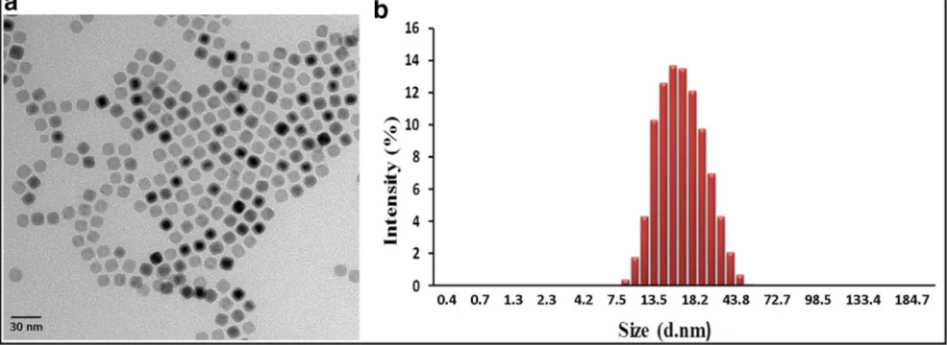 Fig. 2. Representative T 1 -weighted (TR/TE = 3000/12 ms, TI = 800 ms, and matrix size = 256 × 256, reformatted for display purposes) and T 2 -weighted (TR/TE = 2000/100 ms, and matrix size = 256 × 256, reformatted for display purposes) MRI images obtained