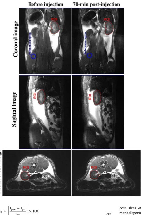 Fig. 6. In-vivo T 2 -weighted spin-echo MRI images of a healthy rat, acquired on a 3T MRI scanner