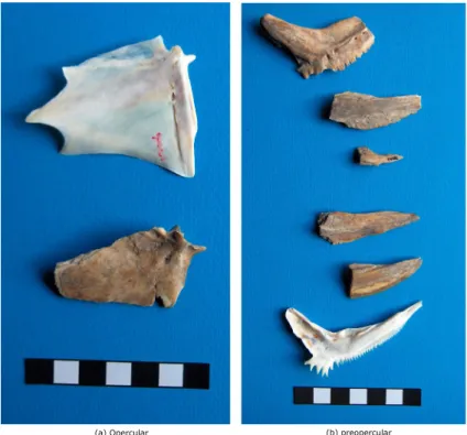 Figure 8. (a) Opercular and (b) preopercular with butchery marks. This ﬁgure is available in colour online at wileyonlinelibrary.com/journal/oa.