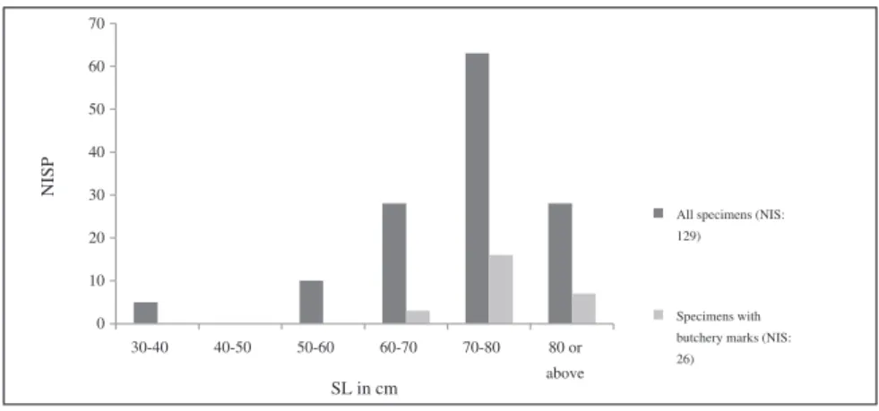 Figure 4. Estimated length range of Epinephelus from Period 4, Op. U.