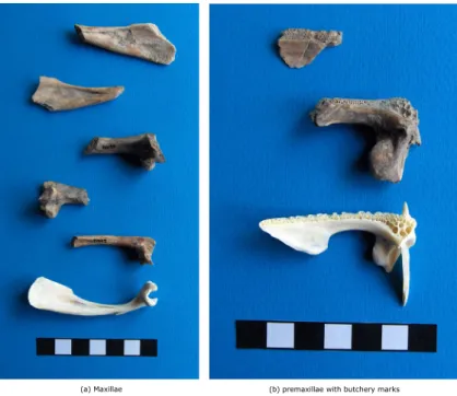 Figure 7. (a) Maxillae and (b) premaxillae with butchery marks. This ﬁgure is available in colour online at wileyonlinelibrary.com/journal/oa.