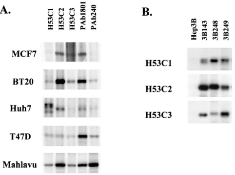 FIG. 2. Immunoprecipitation of wild-type (MCF7) or mutant (BT 20, Huh7, T47D, Mahlavu) endogenous p53 from various tumor cell lines (A) or p53 mutants stably expressed in the p53 null Hep3B cell line (B)