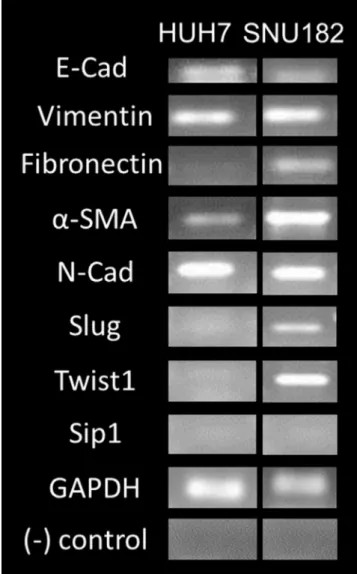 Fig. 2. EMT expressions of HUH7 and SNU182 cell lines at mRNA level.