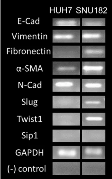 Fig. 2. EMT expressions of HUH7 and SNU182 cell lines at mRNA level.