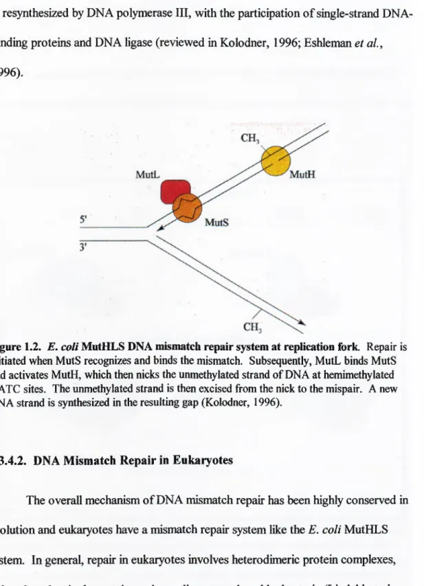Figure 1.2.  E. coli  MutHLS DNA mismatch repair system at replication fork.  Repair is  initiated when MutS recognizes and binds the mismatch