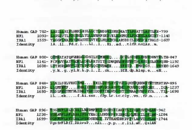 Figure 1.4.  Sequence alignment of  GAP, NFl  and  IR41  gene products.  Shown  is the  region (190 residues) with higliest homology between the human GAPa, NFl, and yeast IRAl  proteins