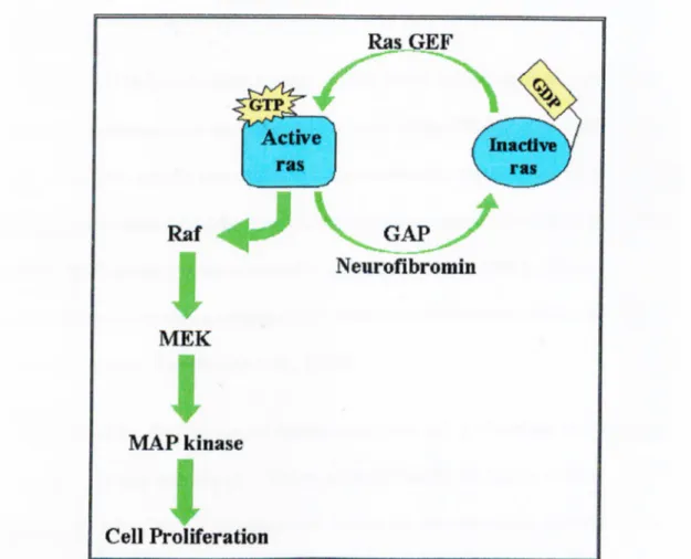 Figure 1.6.  Regulation of Ras-induced cell proliferation by neurofibromin.