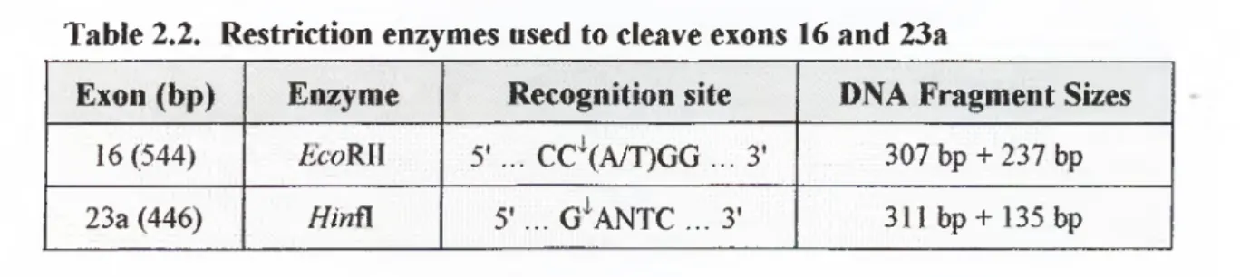 Table 2.2.  Restriction enzymes used to cleave exons  16 and 23a