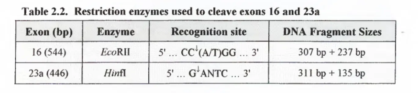 Table 2.2.  Restriction enzymes used to cleave exons  16 and 23a