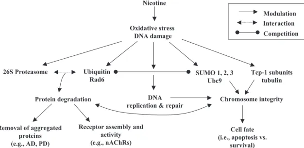 Fig. 6. Proposed model for nicotine’s effects on protein modification and degradation pathways