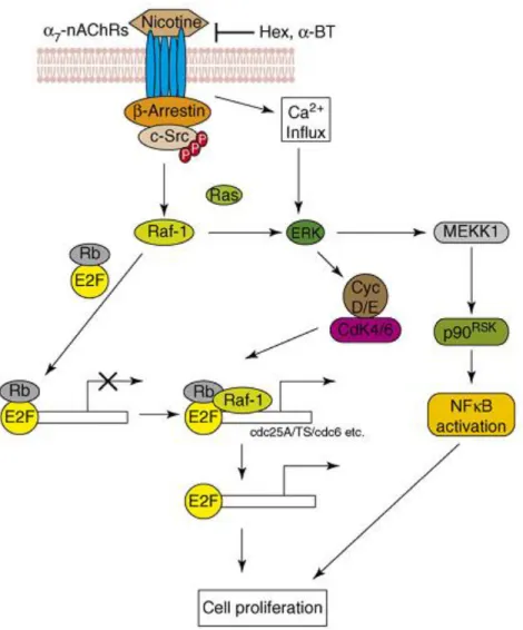 Figure 1.1.4. Schematic representation of the proliferative activity of nicotine via α7nAChR  in cells