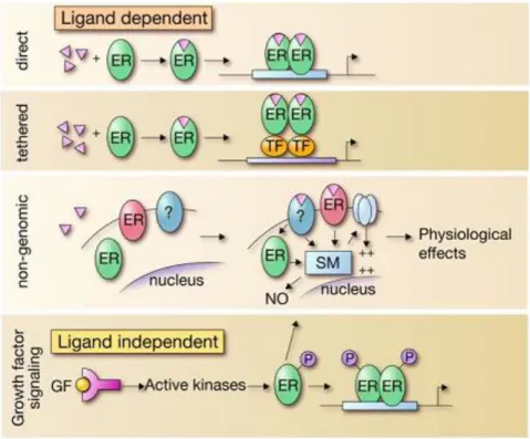 Figure 1.2.3. “Model representing the mechanistically distinct molecular pathways used in  the regulatory actions of ERs” (Heldring, Pike et al