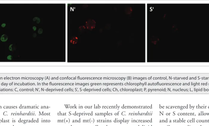 Figure 1. transmission electron microscopy (A) and confocal fluorescence microscopy (B) images of control, N-starved and S-starved C