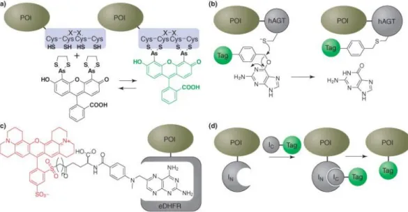 Figure  2: Some methods of labeling fusion proteins chemically in vivo 