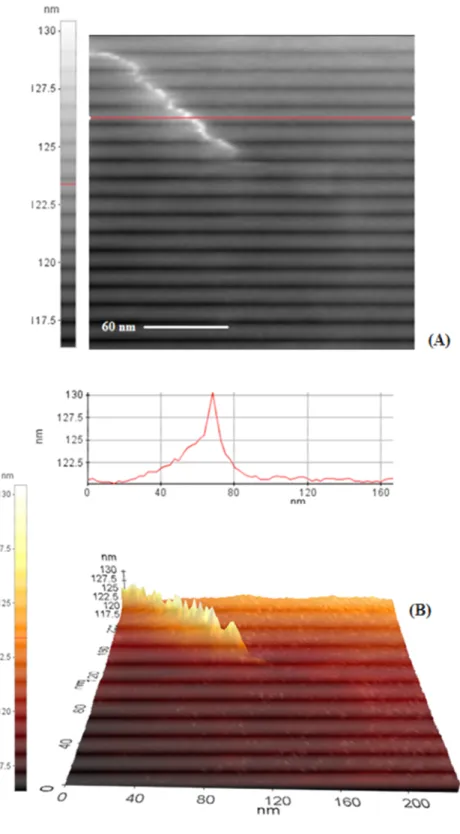 Figure 54. (a) AFM image of compound 1-SWNT. (b) AFM 3D topographic view. PSIA  XE-100E AFM and Multi75AI tip was used in noncontact mode with resonance frequency 